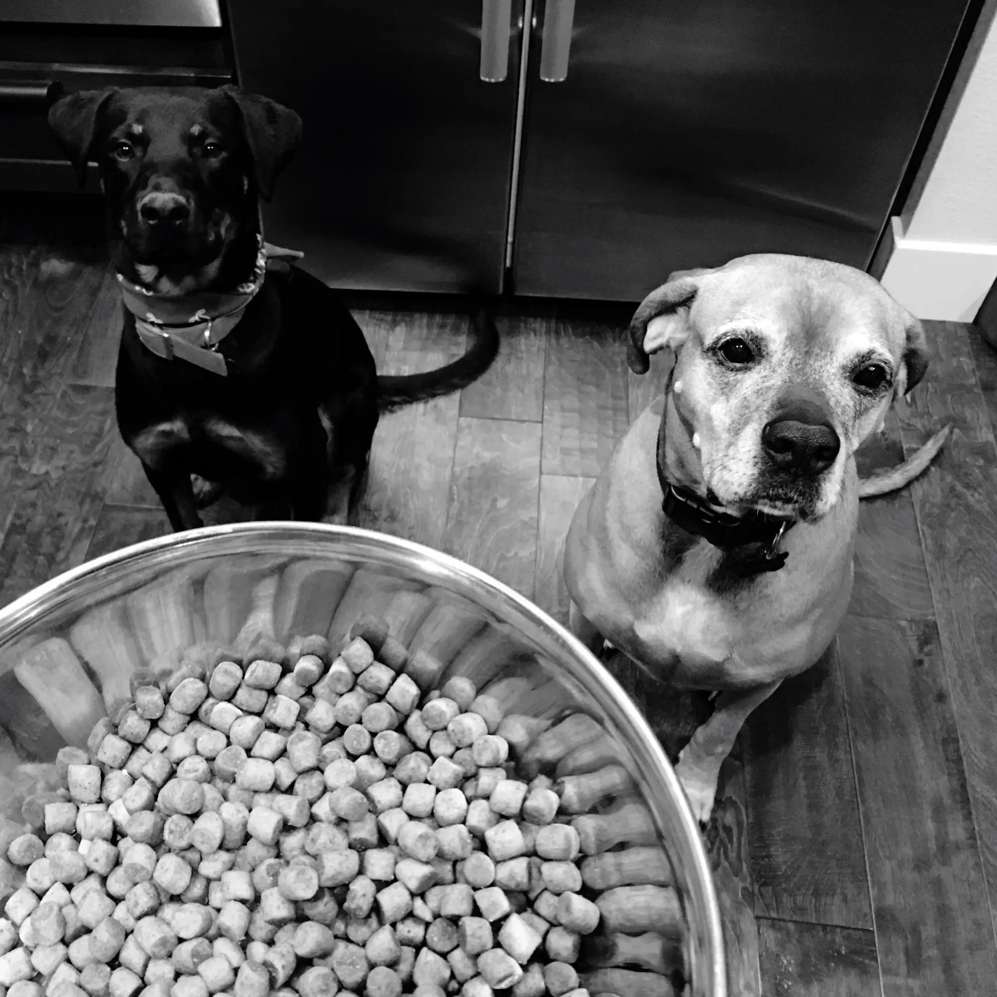 pet-food-dog-home_1048944-26086217