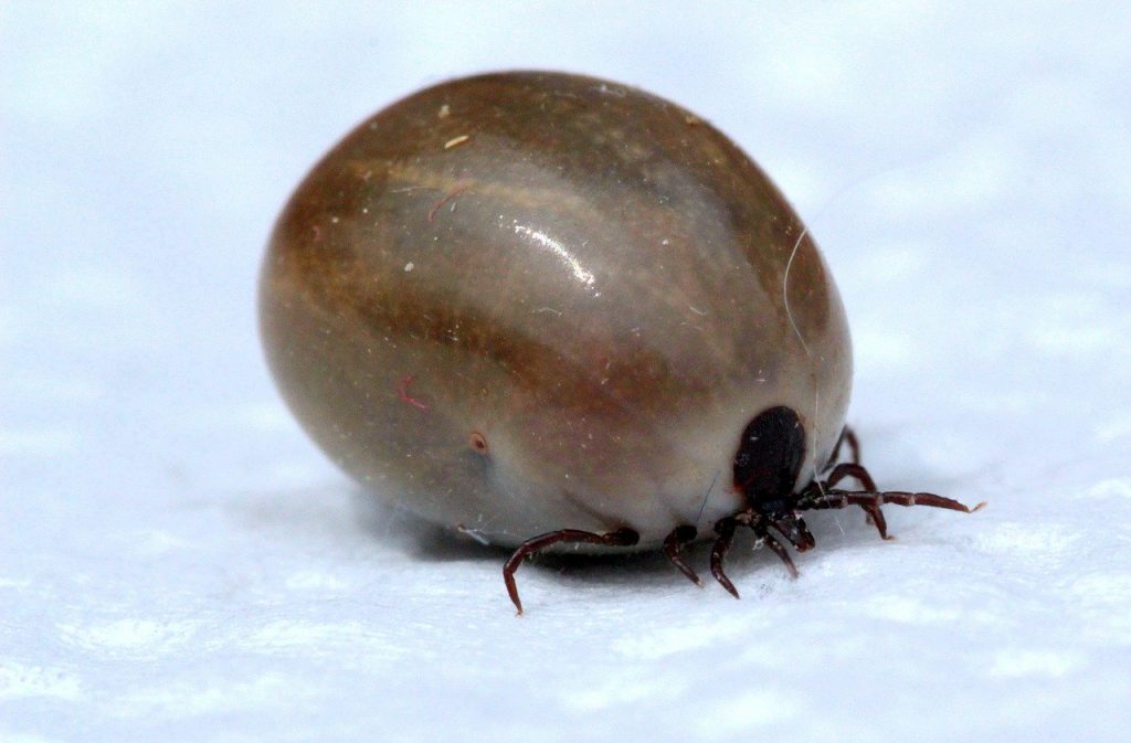 tick-1450271_1280-e1582043518768